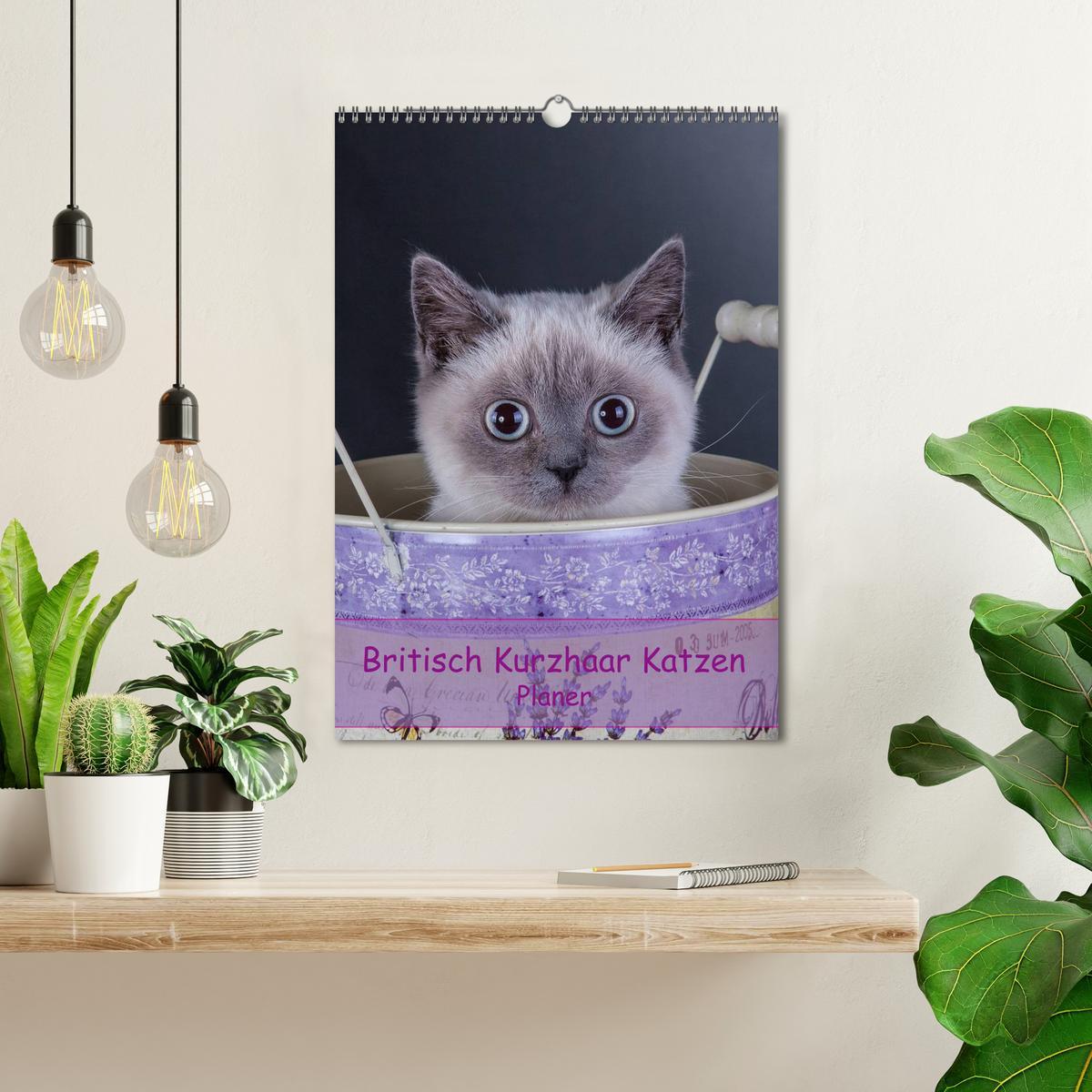 Bild: 9783457074480 | Britisch Kurzhaar Katzen - Planer (Wandkalender 2025 DIN A3 hoch),...