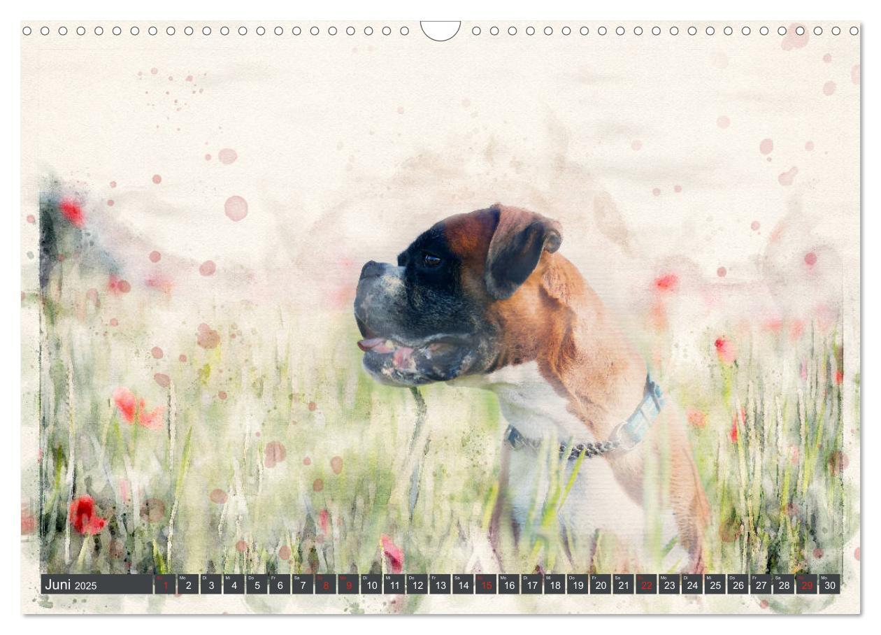 Bild: 9783435134281 | Boxer Photo&amp;Kunst (Wandkalender 2025 DIN A3 quer), CALVENDO...