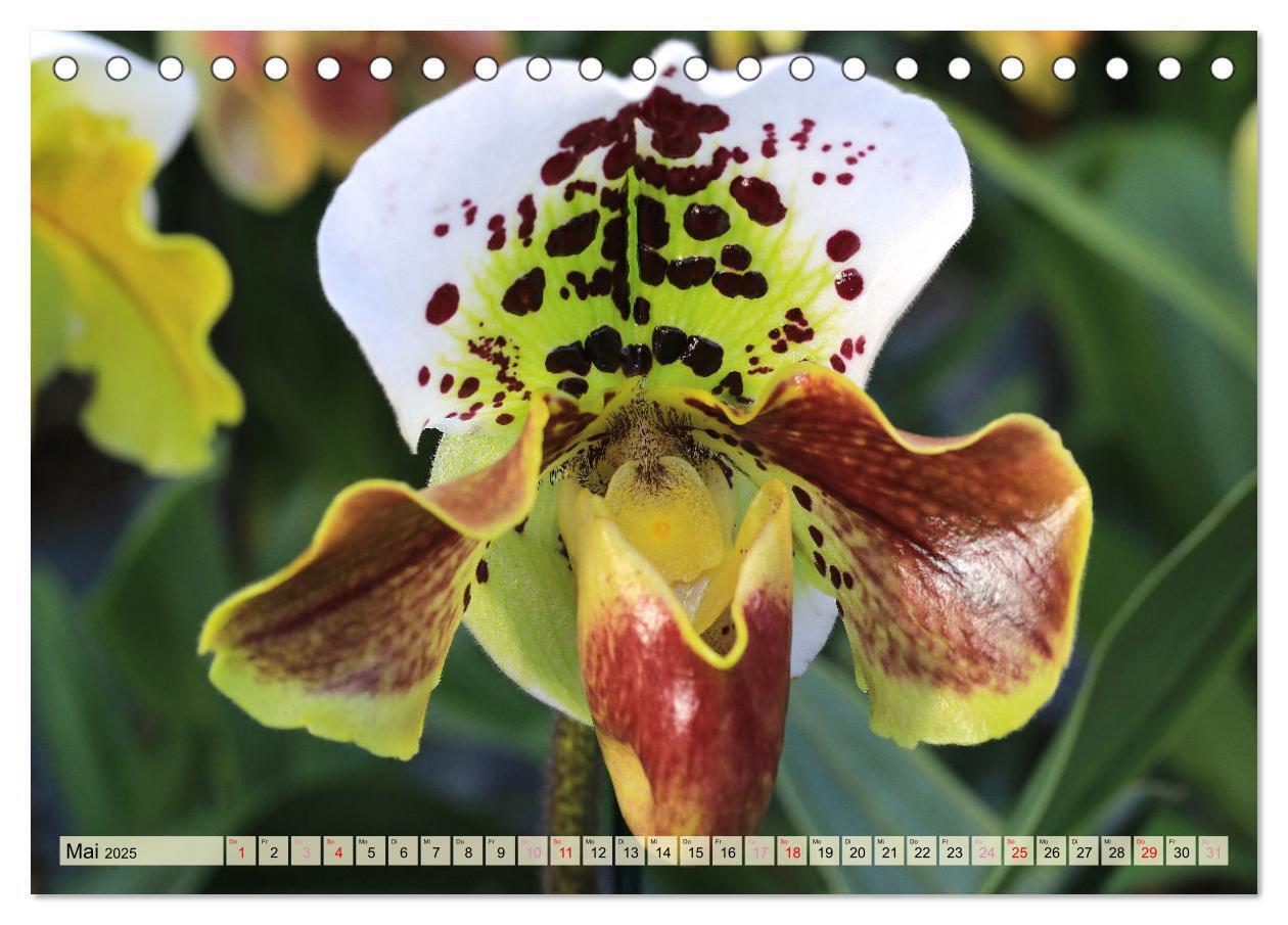 Bild: 9783383765131 | Beliebte Orchideen (Tischkalender 2025 DIN A5 quer), CALVENDO...