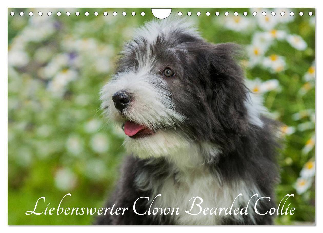 Cover: 9783435573851 | Liebenswerter Clown Bearded Collie (Wandkalender 2025 DIN A4 quer),...