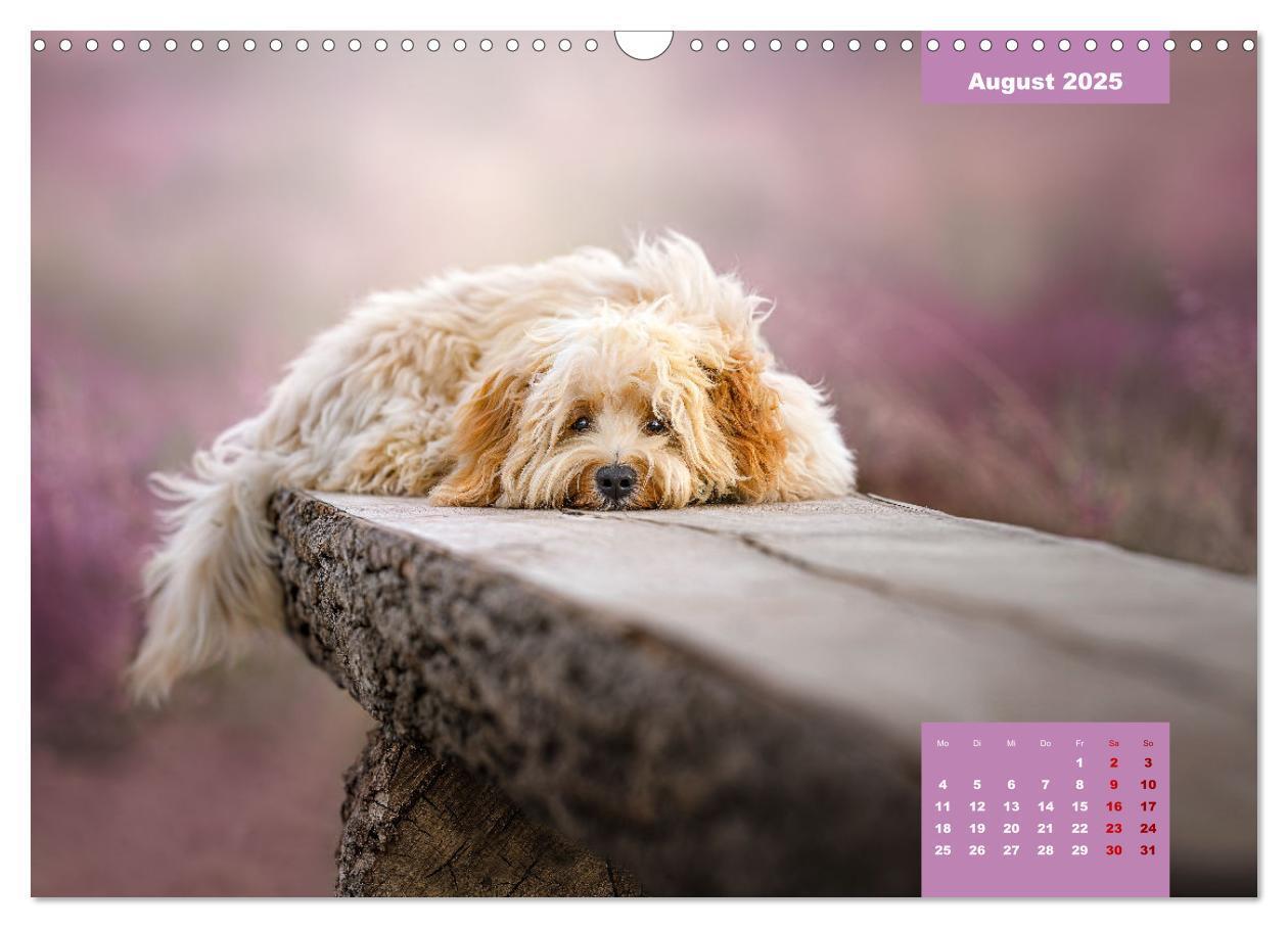 Bild: 9783435033829 | Rocket der Havaneser (Wandkalender 2025 DIN A3 quer), CALVENDO...