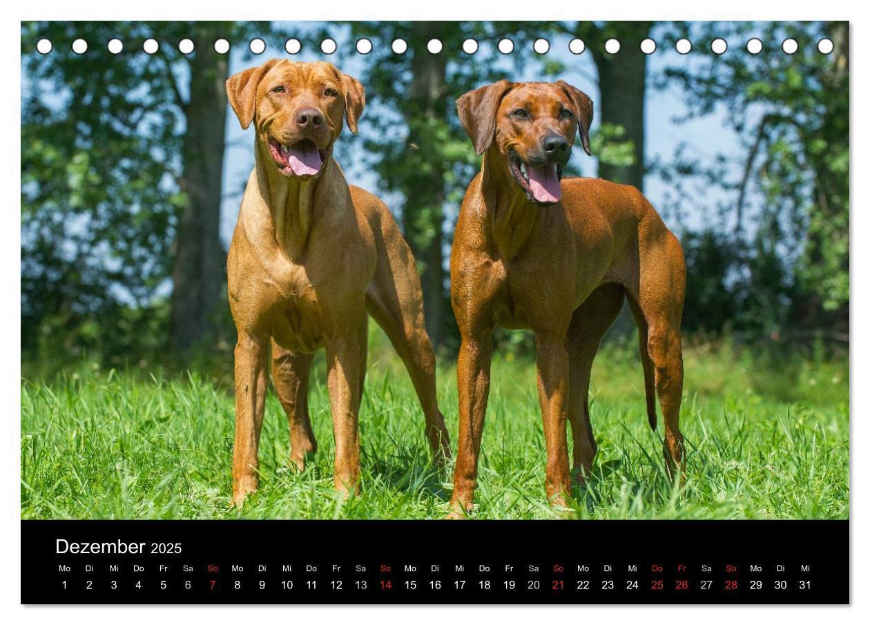 Bild: 9783435758890 | Rhodesian Ridgeback 2025 (Tischkalender 2025 DIN A5 quer), CALVENDO...