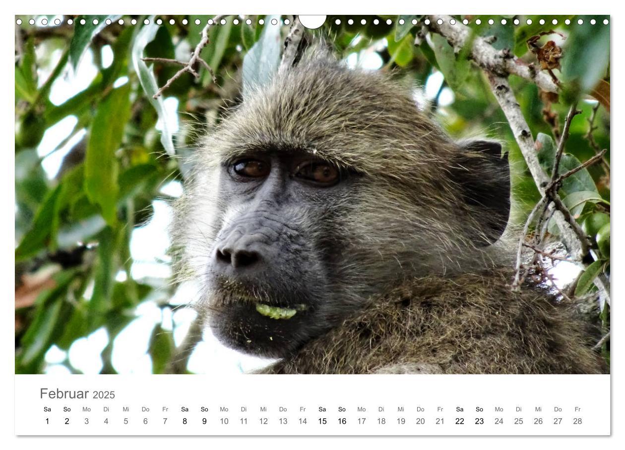 Bild: 9783435268139 | Afrika - Tiere im Krüger Nationalpark (Wandkalender 2025 DIN A3...