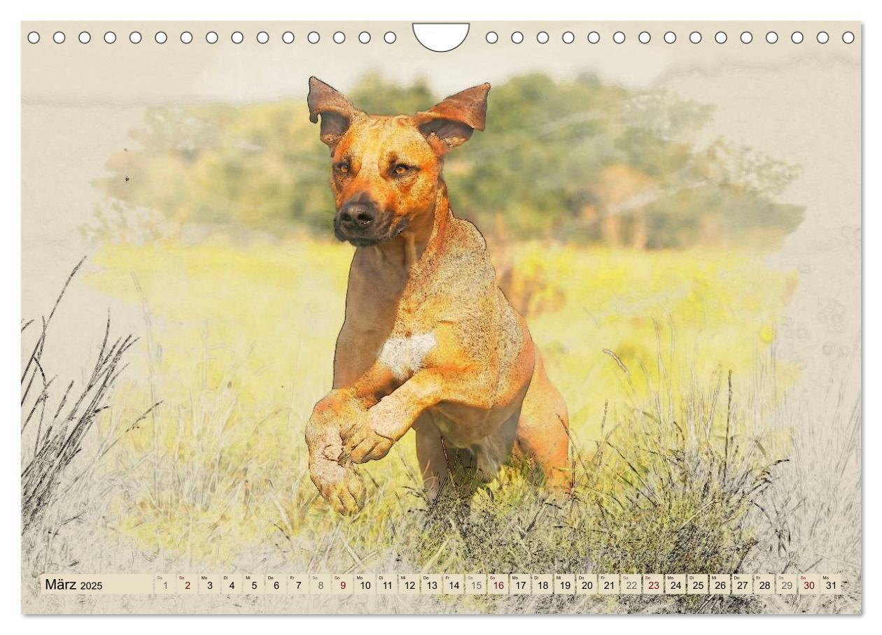 Bild: 9783435705627 | Rhodesian Ridgeback 2025 (Wandkalender 2025 DIN A4 quer), CALVENDO...