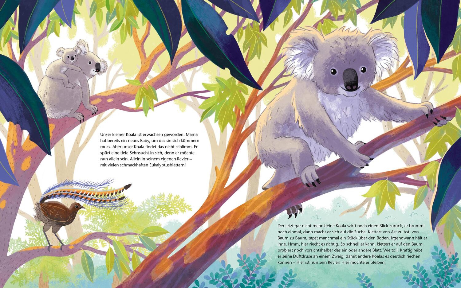 Bild: 9783734860218 | Der kleine Koala - Zu Hause im Eukalyptus | Scharmacher-Schreiber