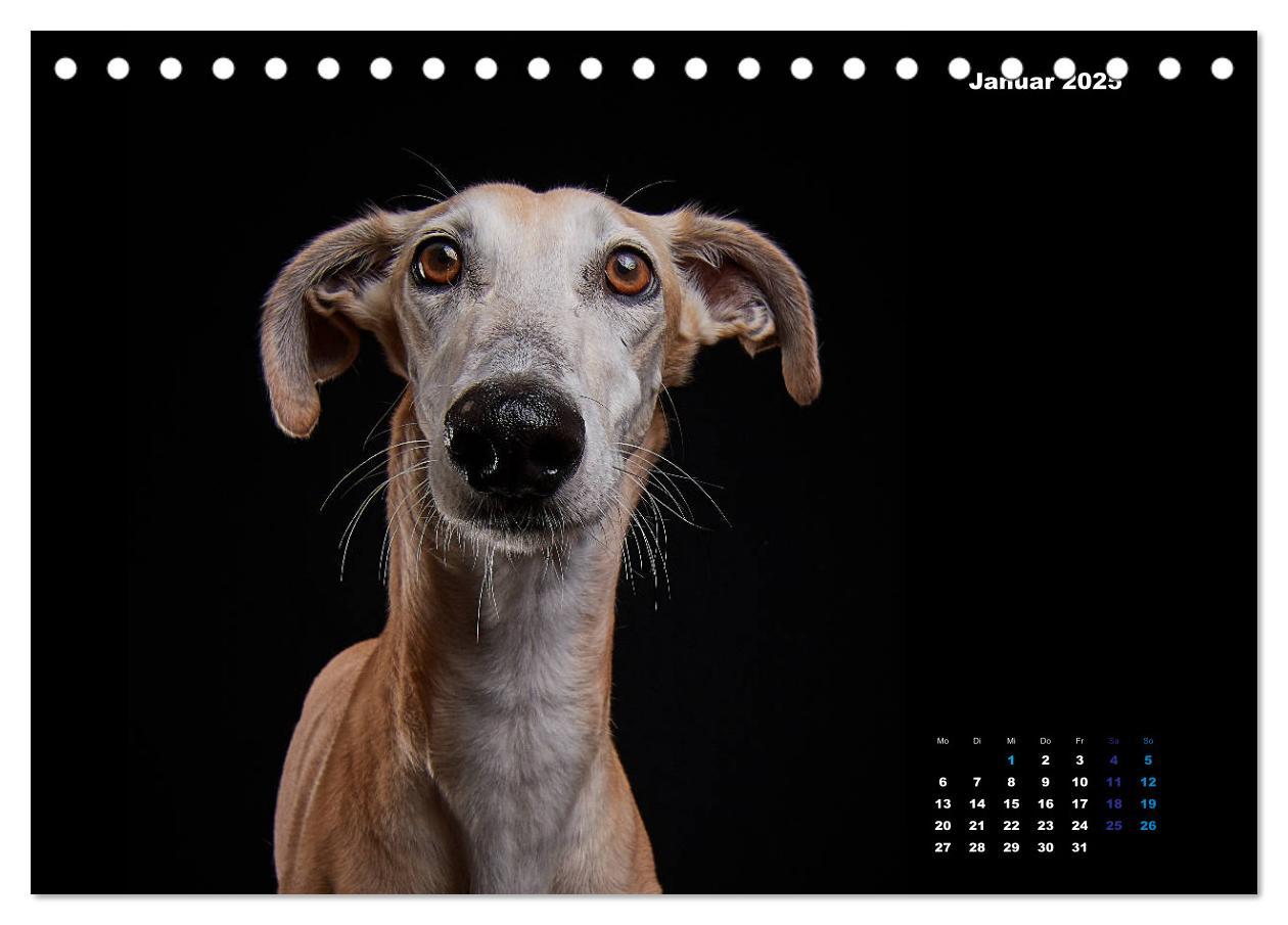 Bild: 9783435227716 | Die Stimme der Windhunde (Tischkalender 2025 DIN A5 quer), CALVENDO...