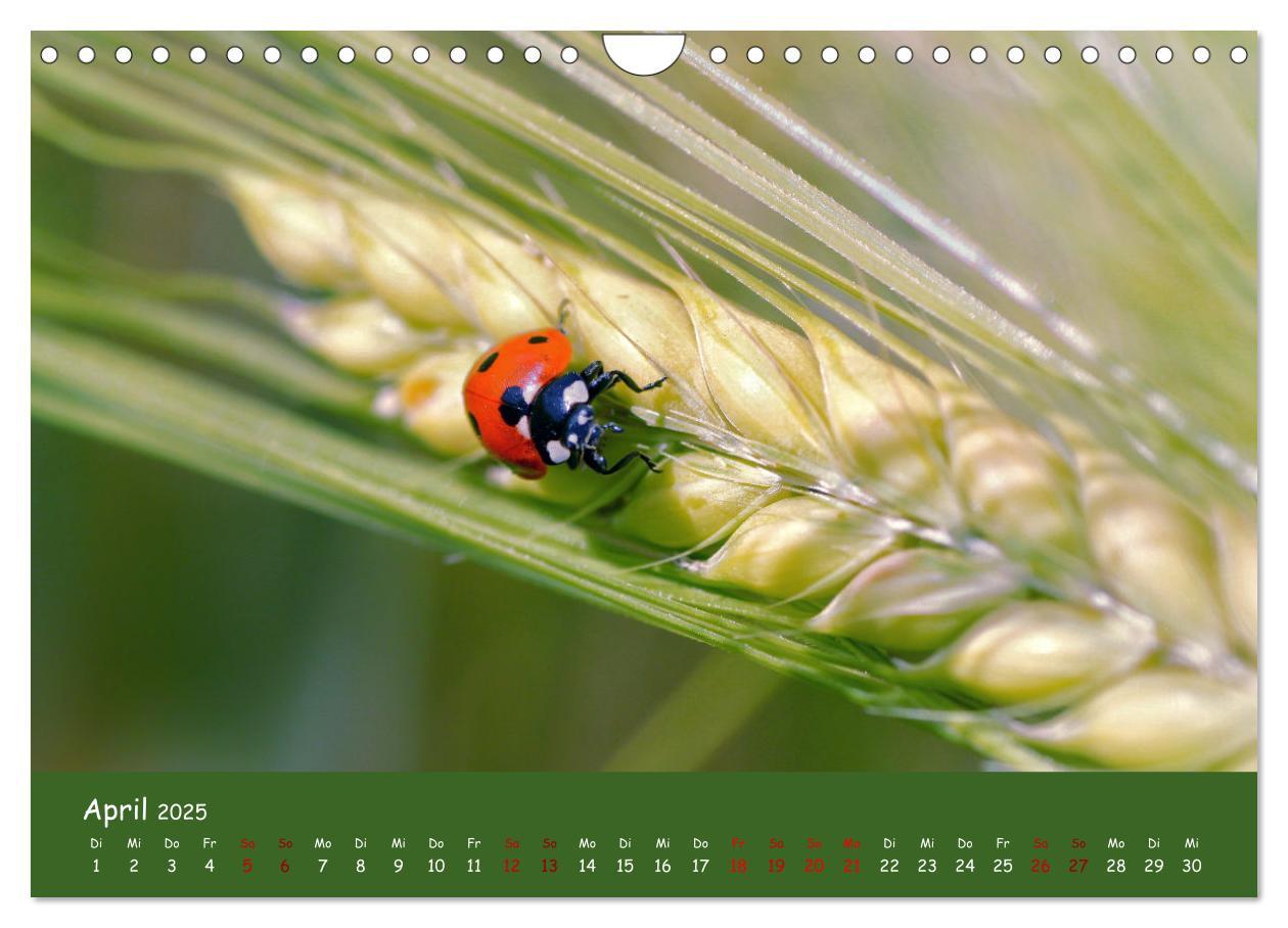 Bild: 9783435089192 | Insekten - Kleine Wunder (Wandkalender 2025 DIN A4 quer), CALVENDO...