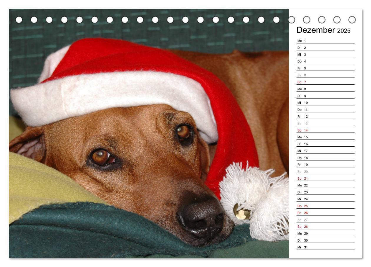 Bild: 9783435450664 | Rhodesian Ridgeback Terminkalender (Tischkalender 2025 DIN A5...