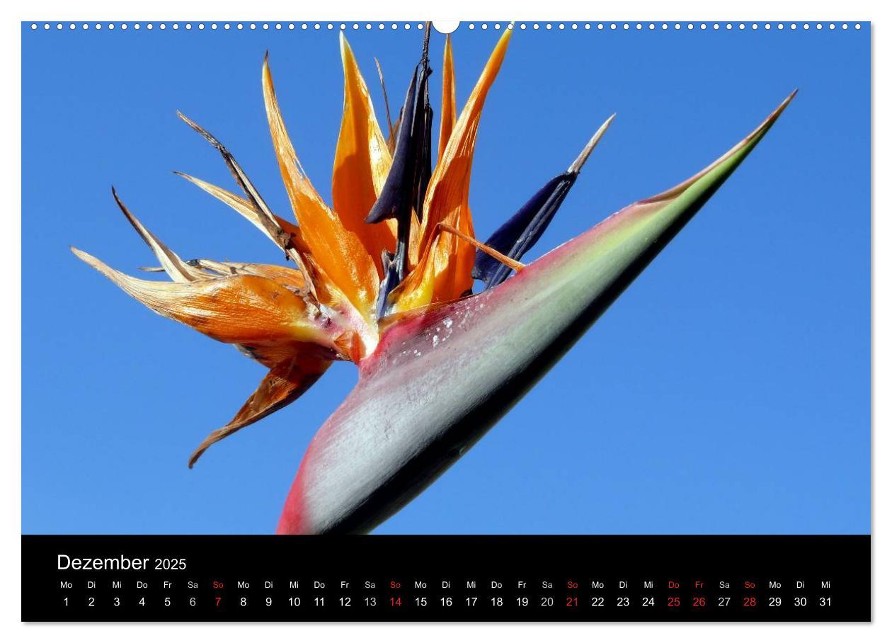 Bild: 9783435763276 | Madeira 2025 (Wandkalender 2025 DIN A2 quer), CALVENDO Monatskalender