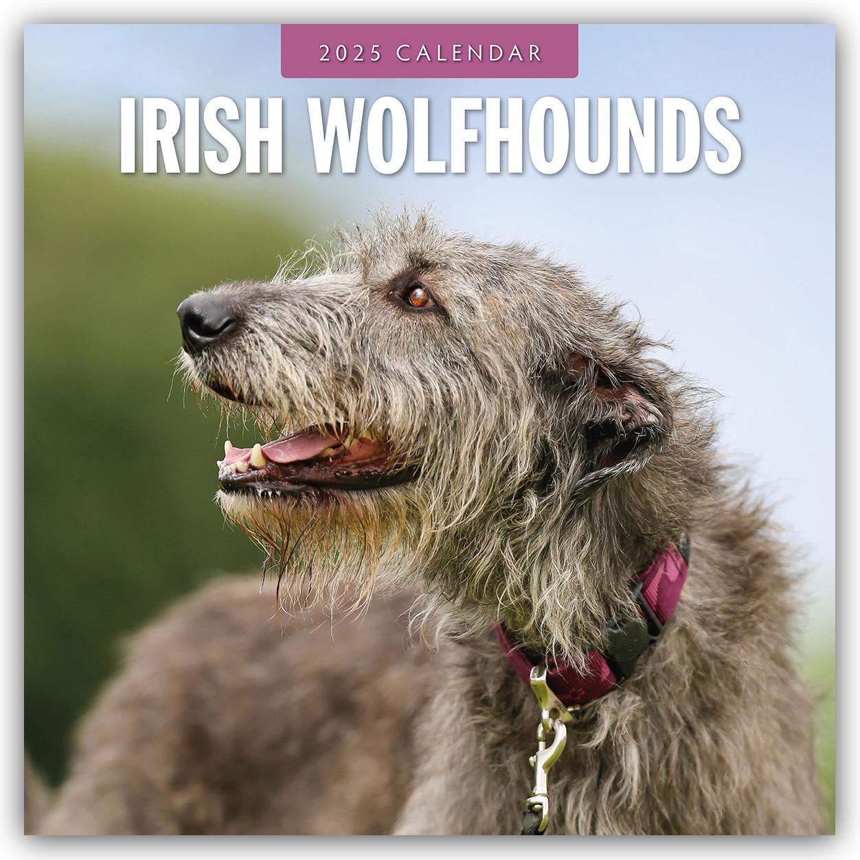 Cover: 9781804424773 | Irish Wolfhounds - Irischer Wolfshund 2025 - 16-Monatskalender | Red