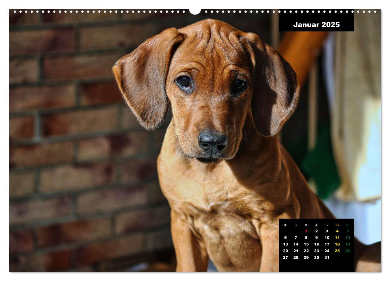 Bild: 9783383939075 | Rhodesian Ridgeback, Charmante Herzensbrecher (Wandkalender 2025...