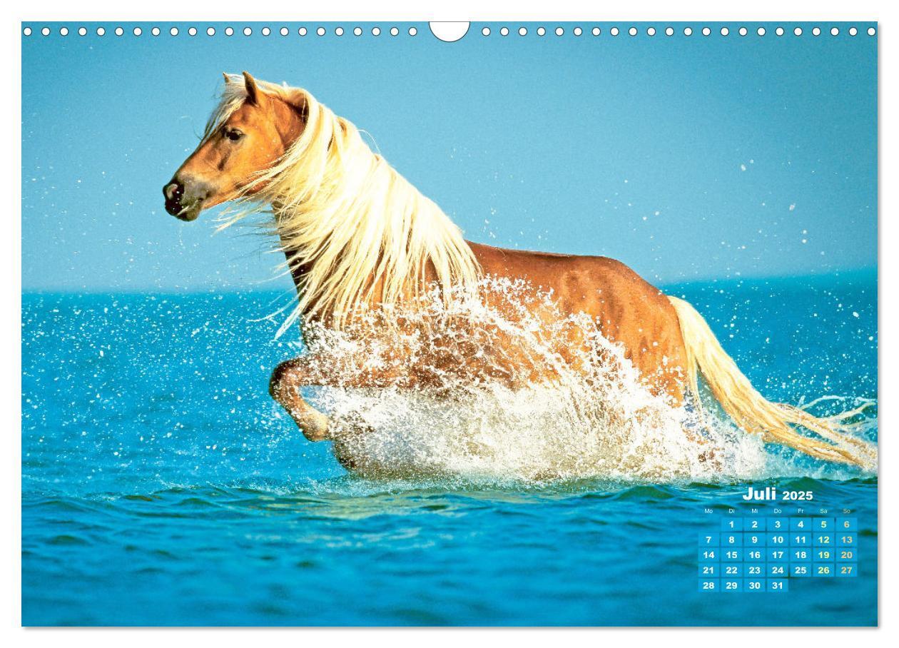 Bild: 9783457184998 | Haflinger: Die blonden Pferde von der Alm (Wandkalender 2025 DIN A3...