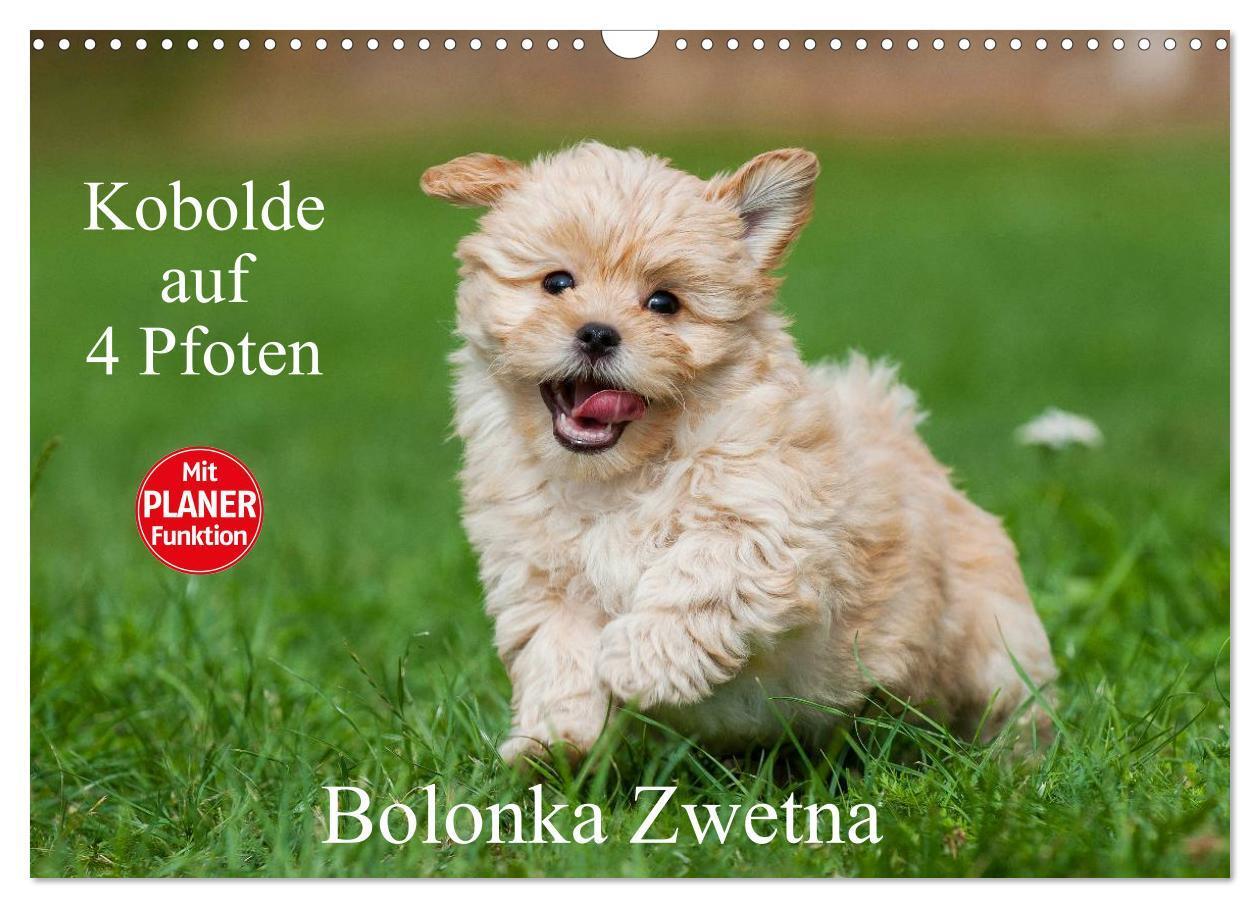 Cover: 9783675582330 | Kobolde auf 4 Pfoten - Bolonka Zwetna (Wandkalender 2024 DIN A3...