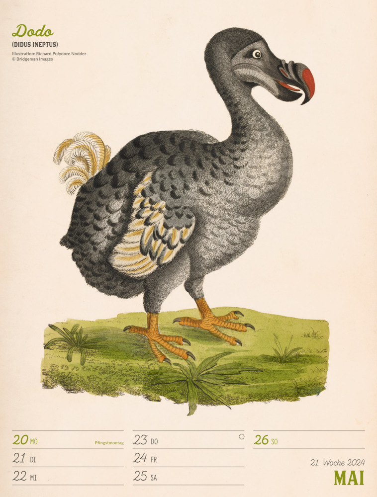 Bild: 9783838434117 | Wunderbare Vogelwelt - Vintage Wochenplaner Kalender 2024 | Kalender