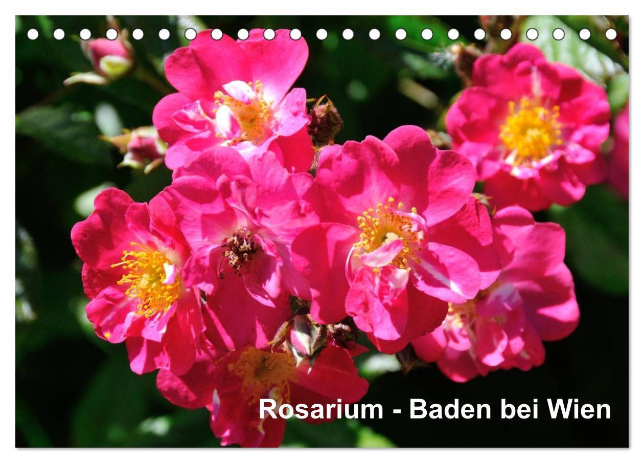 Cover: 9783435800469 | Baden bei Wien - Rosarium (Tischkalender 2025 DIN A5 quer),...