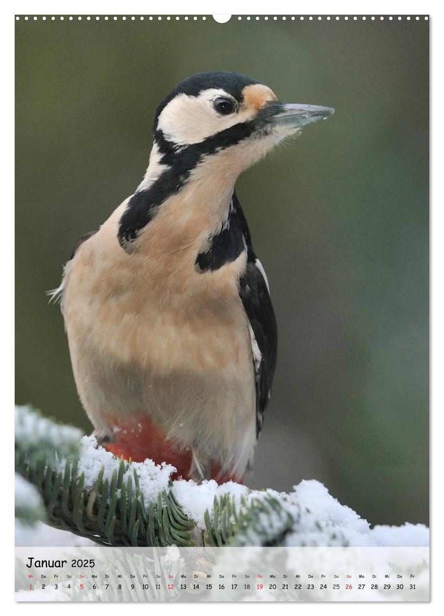 Bild: 9783457042342 | Vögel im heimischen Garten (Wandkalender 2025 DIN A2 hoch),...