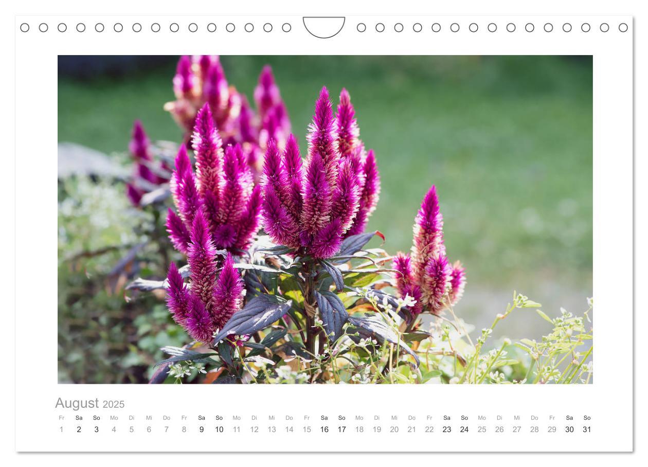 Bild: 9783435458745 | Blumen zart und schön (Wandkalender 2025 DIN A4 quer), CALVENDO...