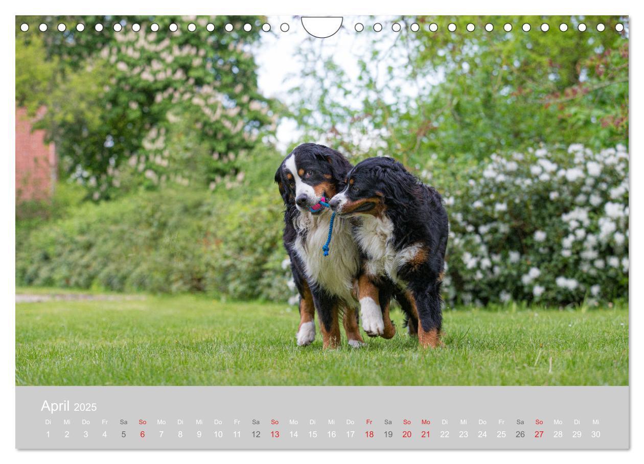 Bild: 9783435659890 | Liebling BERNER SENNENHUND (Wandkalender 2025 DIN A4 quer),...