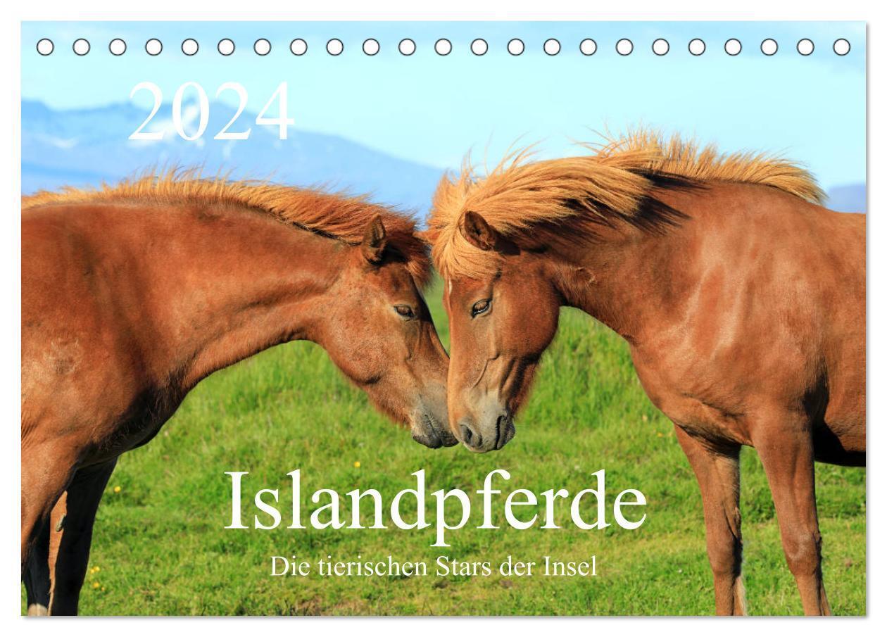 Cover: 9783675683891 | Islandpferde - Die tierischen Stars der Insel (Tischkalender 2024...