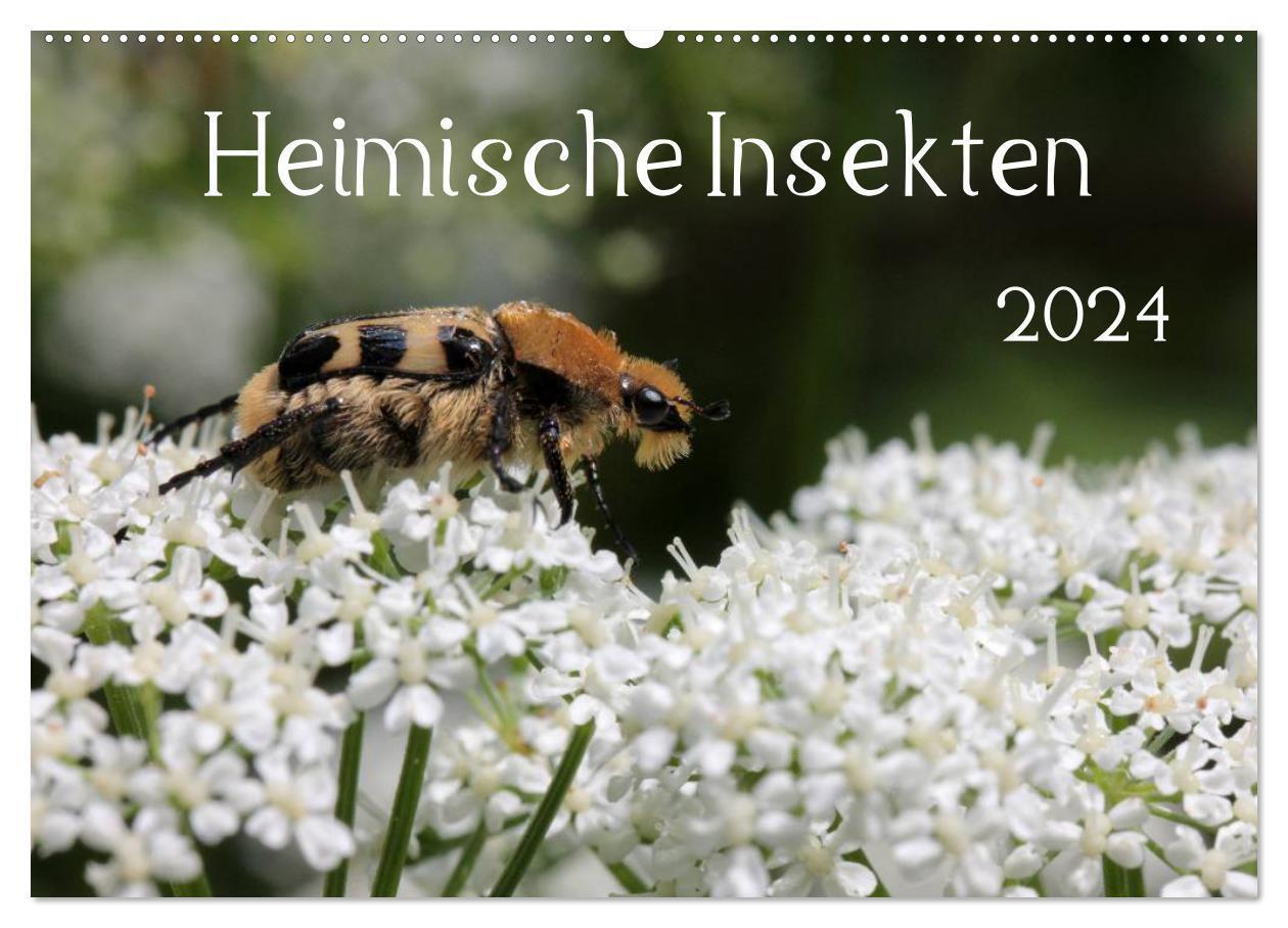 Cover: 9783383493683 | Heimische Insekten 2024 (Wandkalender 2024 DIN A2 quer), CALVENDO...