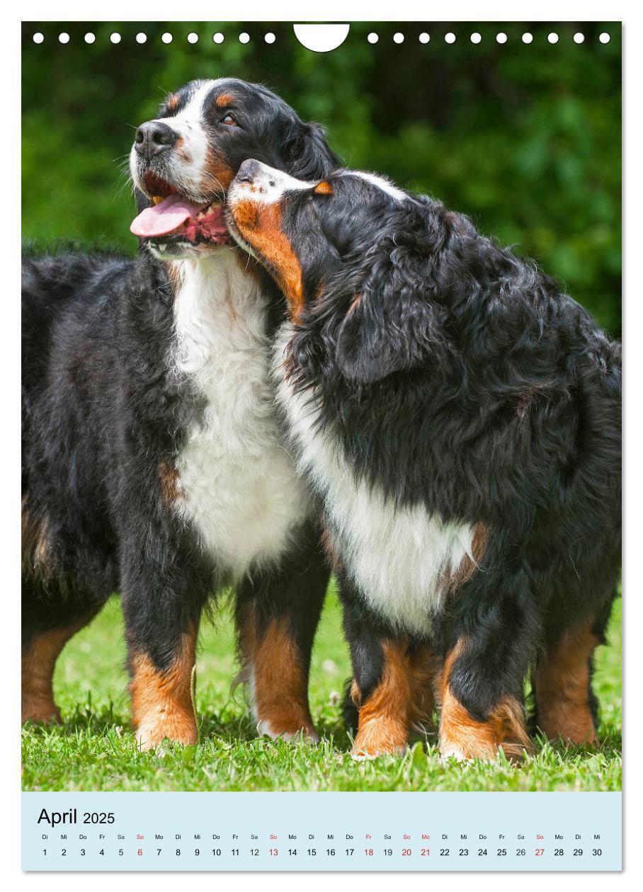 Bild: 9783435961054 | Berner Sennenhund - stark , schön und liebenswert (Wandkalender...