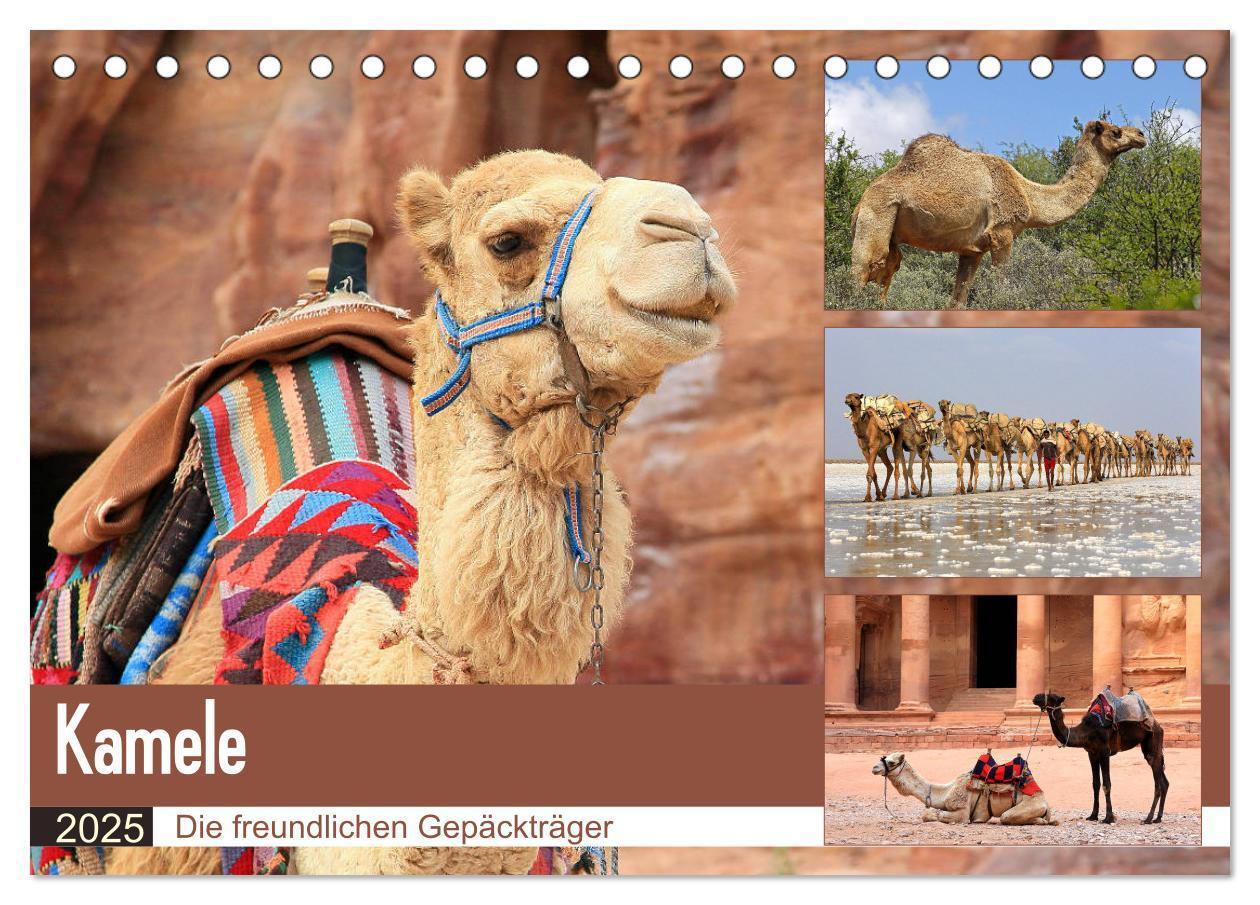 Cover: 9783435348671 | Kamele - Die freundlichen Gepäckträger (Tischkalender 2025 DIN A5...