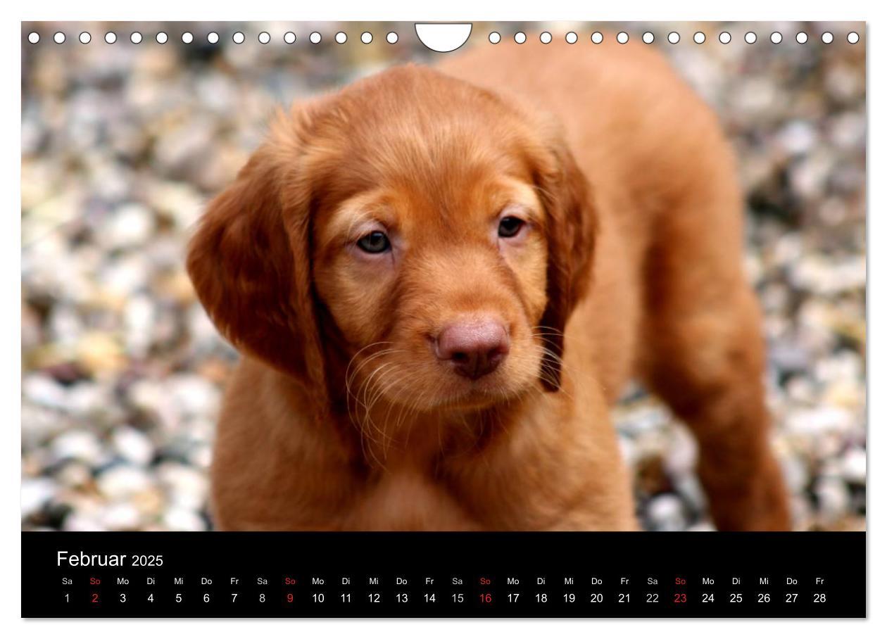 Bild: 9783435767625 | Magyar Vizsla Welpen (Wandkalender 2025 DIN A4 quer), CALVENDO...