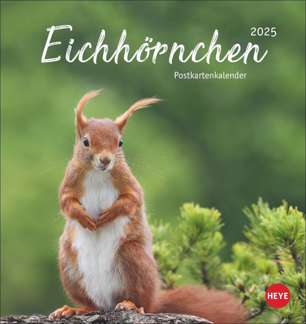 Cover: 9783756407071 | Eichhörnchen Postkartenkalender 2025 | Heye | Kalender | Spiralbindung