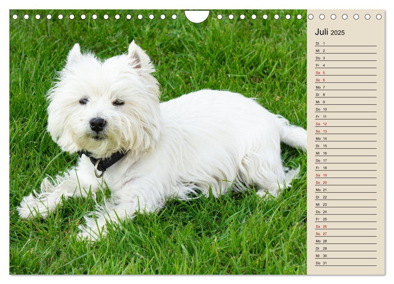 Bild: 9783383867705 | WEST HIGHLAND WHITE TERRIER - DER WESTIE - EIN HUND MIT CHARISMA...