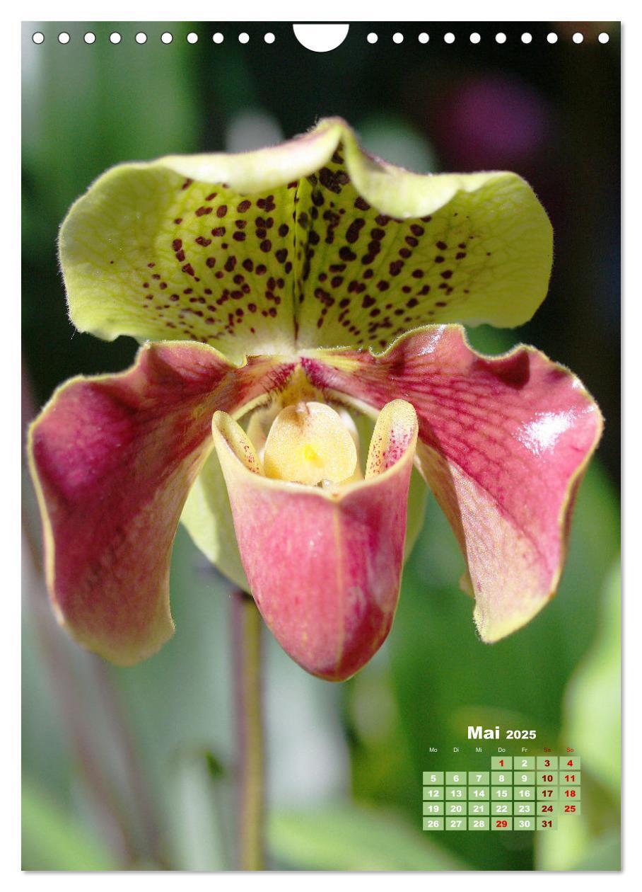 Bild: 9783435903740 | Traumhafte Orchideen (Wandkalender 2025 DIN A4 hoch), CALVENDO...