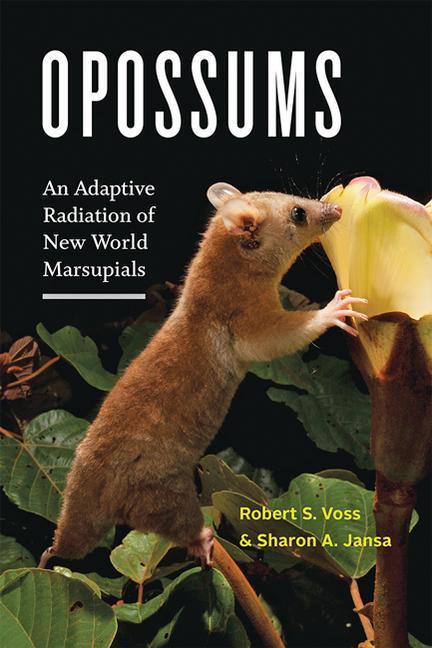 Cover: 9781421439785 | Opossums | An Adaptive Radiation of New World Marsupials | Buch | 2021