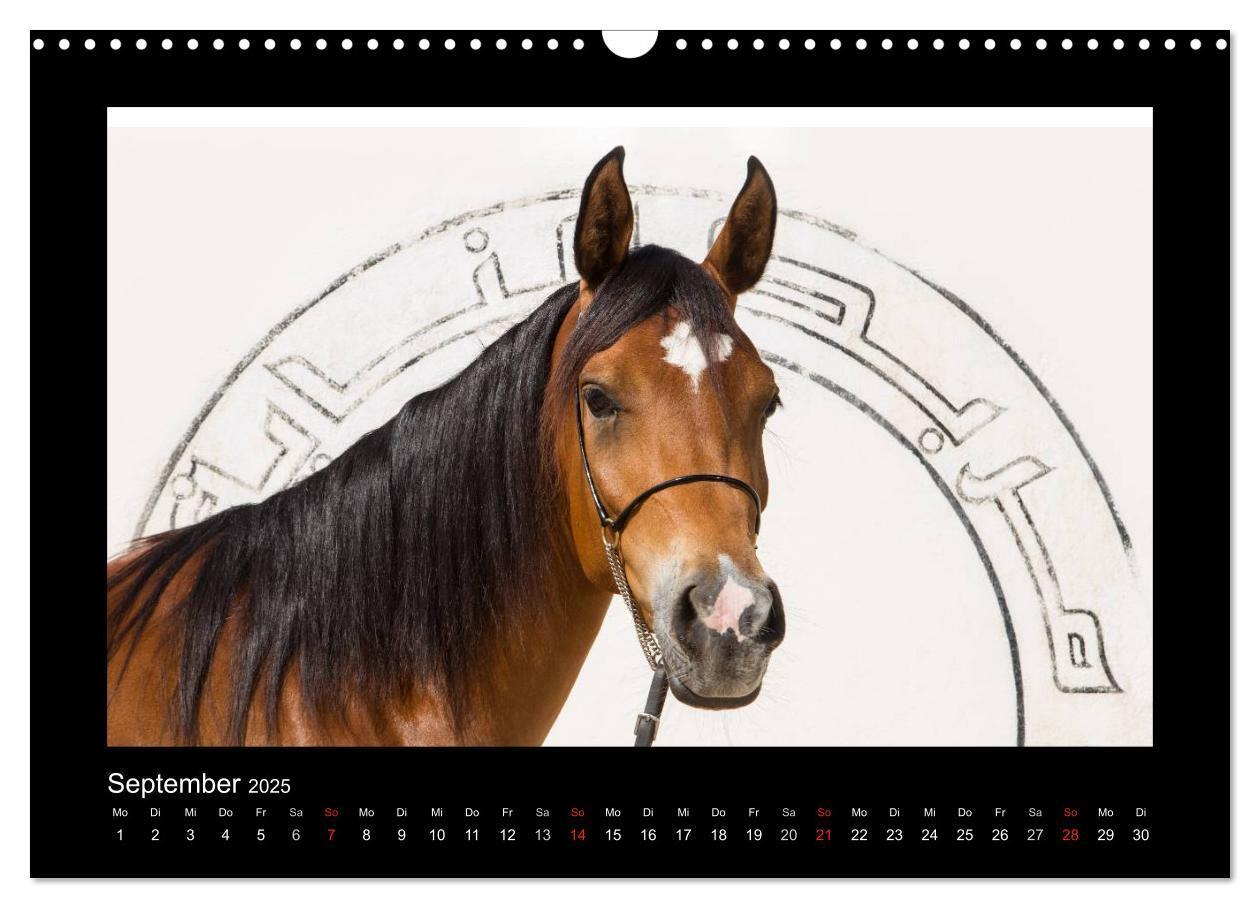 Bild: 9783435789412 | Vollblutaraber (Wandkalender 2025 DIN A3 quer), CALVENDO...