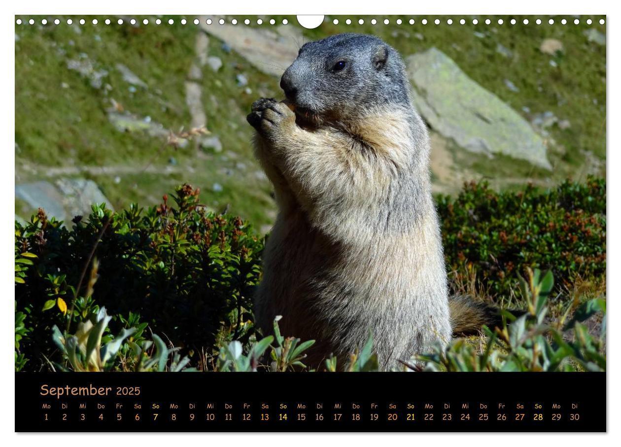 Bild: 9783435669356 | Wildlife - Verspielte Murmeltiere (Wandkalender 2025 DIN A3 quer),...