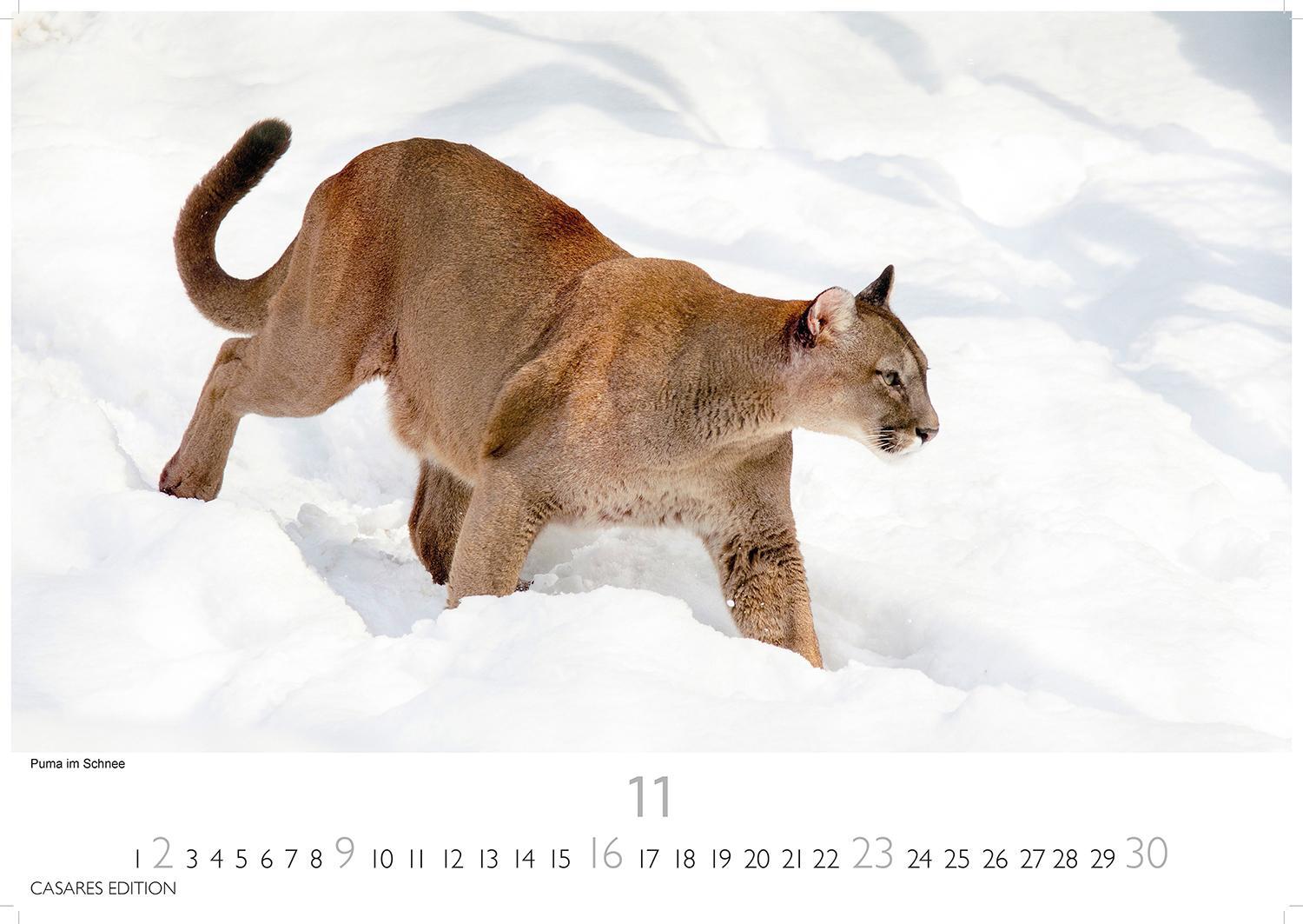 Bild: 9781835241240 | Big Cats 2025 L 35x50cm | Kalender | 14 S. | Deutsch | 2025