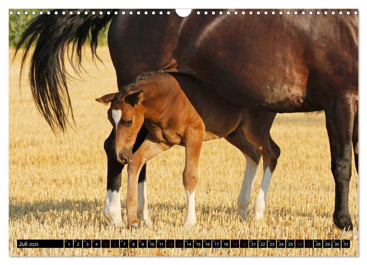 Bild: 9783435395187 | Schwere Warmblüter 2025 (Wandkalender 2025 DIN A3 quer), CALVENDO...