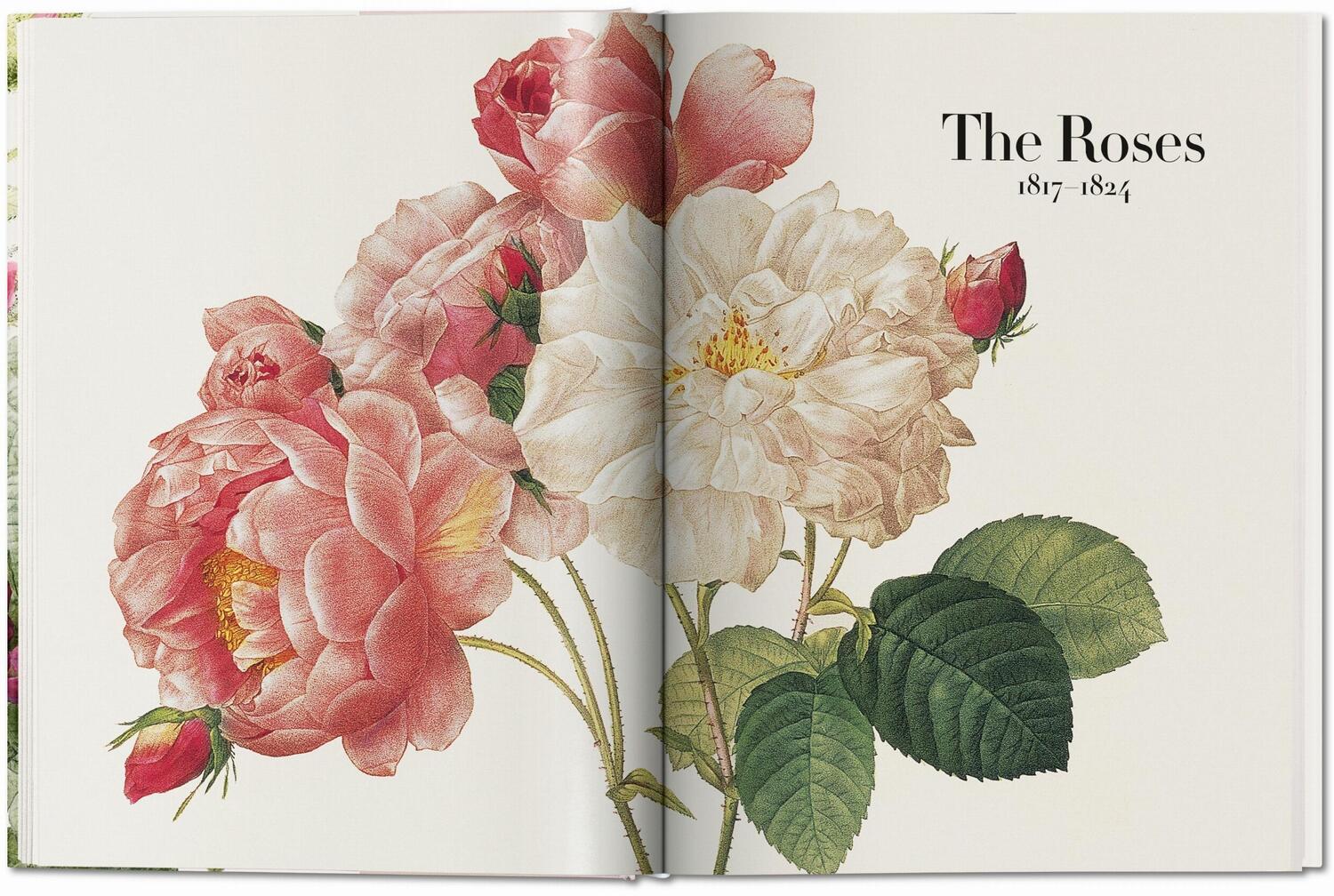 Bild: 9783836568937 | Redouté. The Book of Flowers | H. Walter Lack | Buch | Hardcover