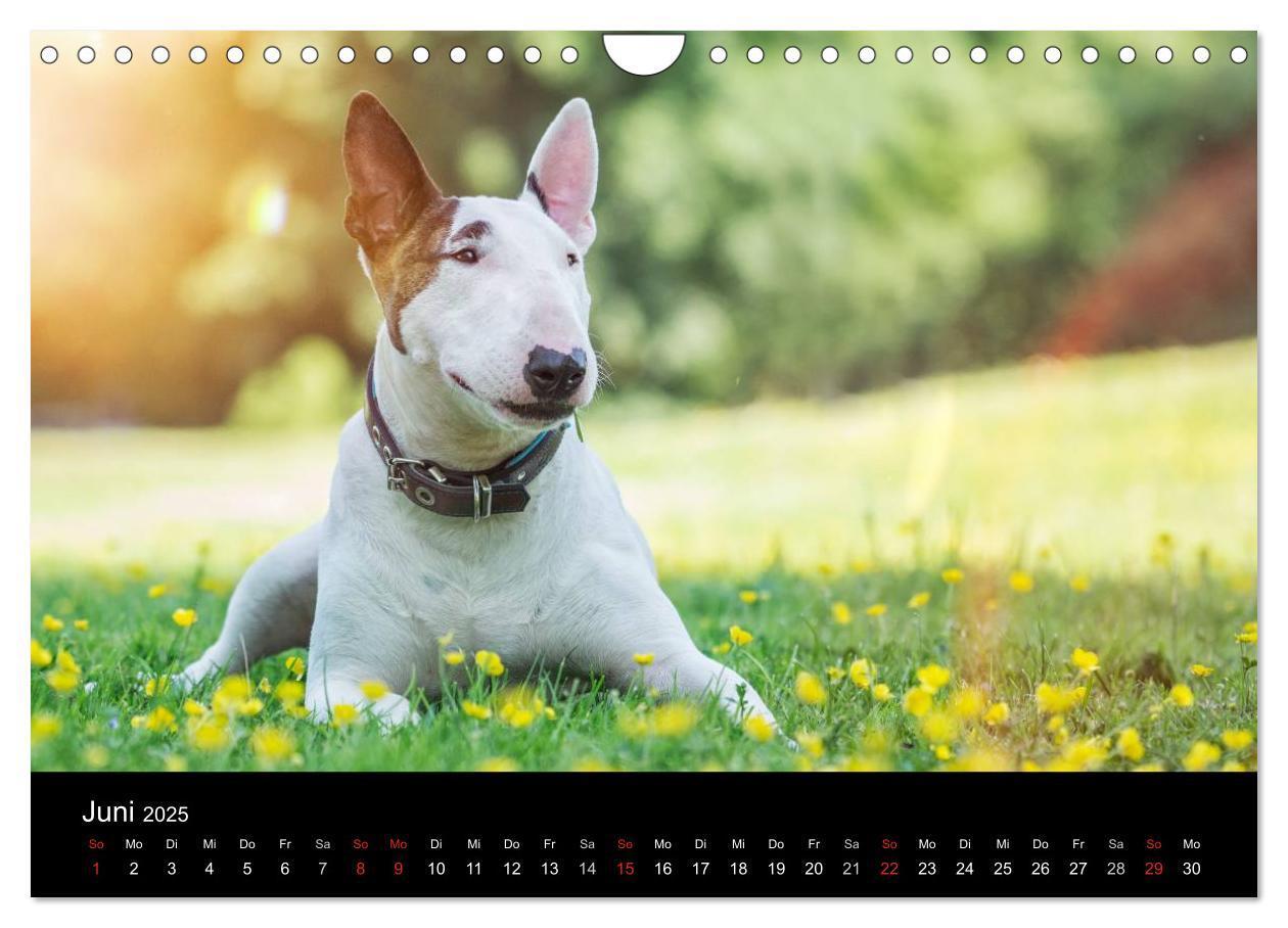 Bild: 9783435566716 | Bullterrier (Wandkalender 2025 DIN A4 quer), CALVENDO Monatskalender