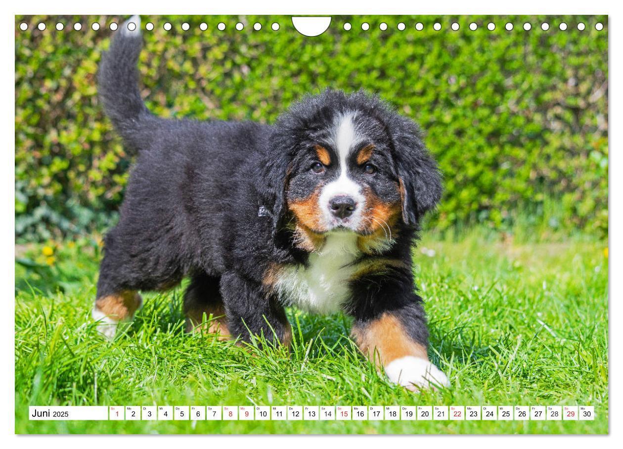 Bild: 9783435215737 | Kleine Herzen auf 4 Pfoten - Berner Sennenhunde (Wandkalender 2025...