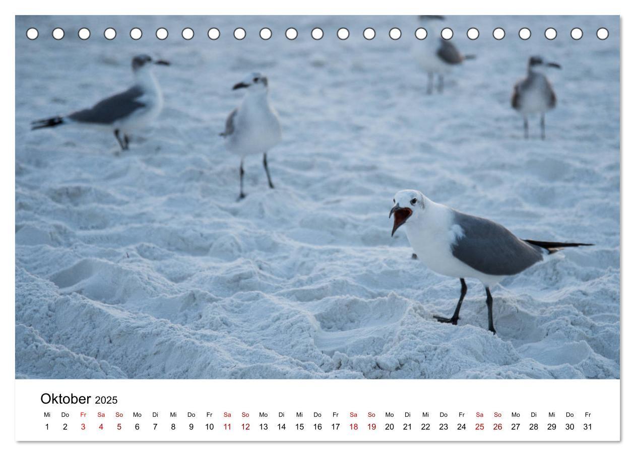 Bild: 9783435374564 | Möwen am Meer (Tischkalender 2025 DIN A5 quer), CALVENDO...