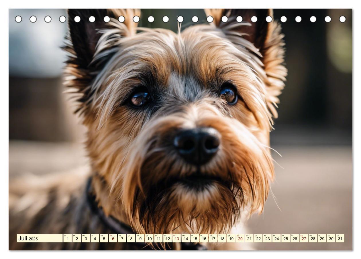 Bild: 9783435420742 | Cairn Terrier - lustiges Raubein aus Schottland (Tischkalender 2025...