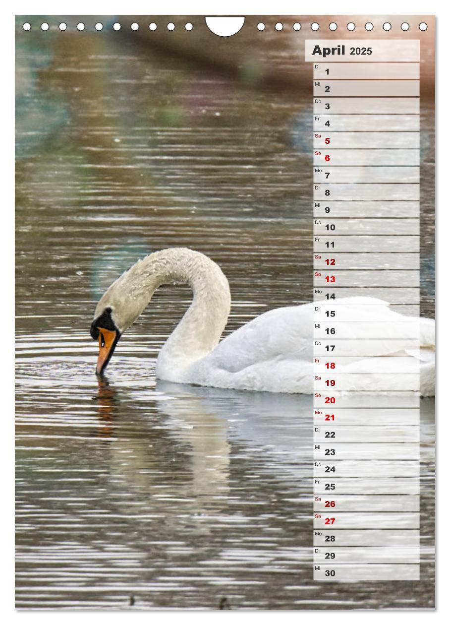 Bild: 9783435864980 | Stolze Schwäne (Wandkalender 2025 DIN A4 hoch), CALVENDO...