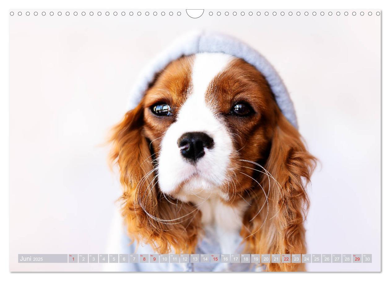 Bild: 9783435179978 | Der Welpenkalender - Cavalier King Charles Spaniel (Wandkalender...