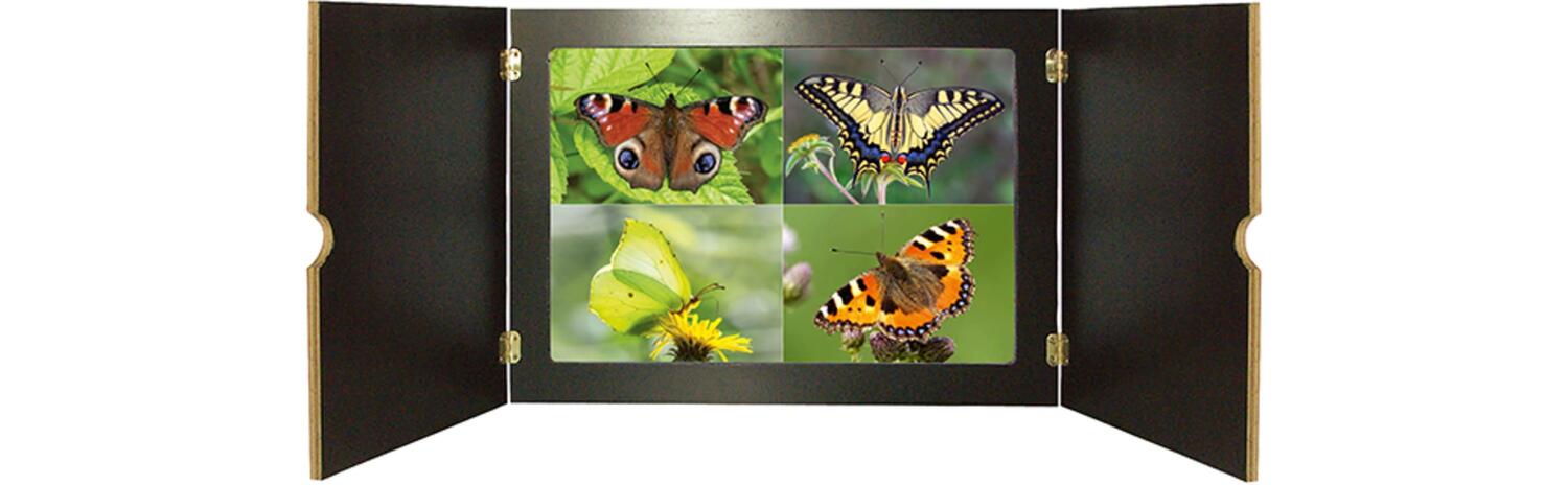 Bild: 4260179517273 | Ameise, Biene und Schmetterling. Unsere Insekten. Kamishibai...