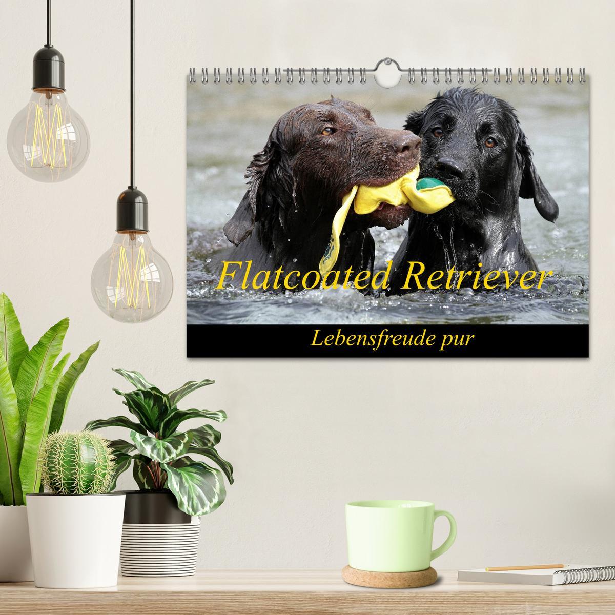 Bild: 9783435744367 | Flatcoated Retriever (Wandkalender 2025 DIN A4 quer), CALVENDO...