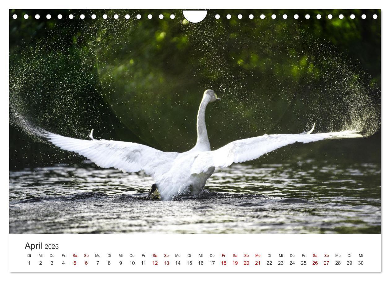 Bild: 9783383934667 | Schwäne - Prachtvolle Federkleider. (Wandkalender 2025 DIN A4...