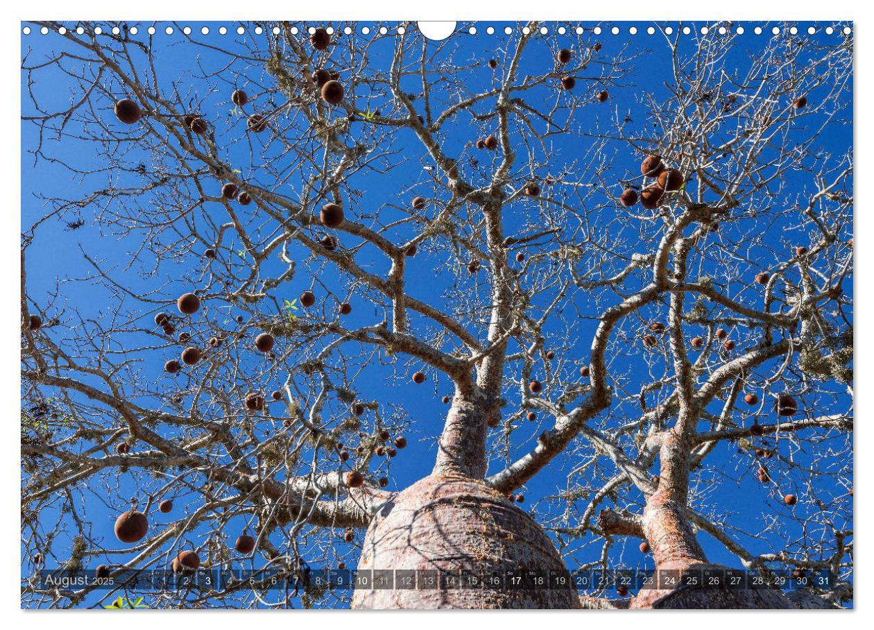 Bild: 9783435277889 | Zauberwald Ifaty · Traumhafte Baobabs in Madagaskar (Wandkalender...