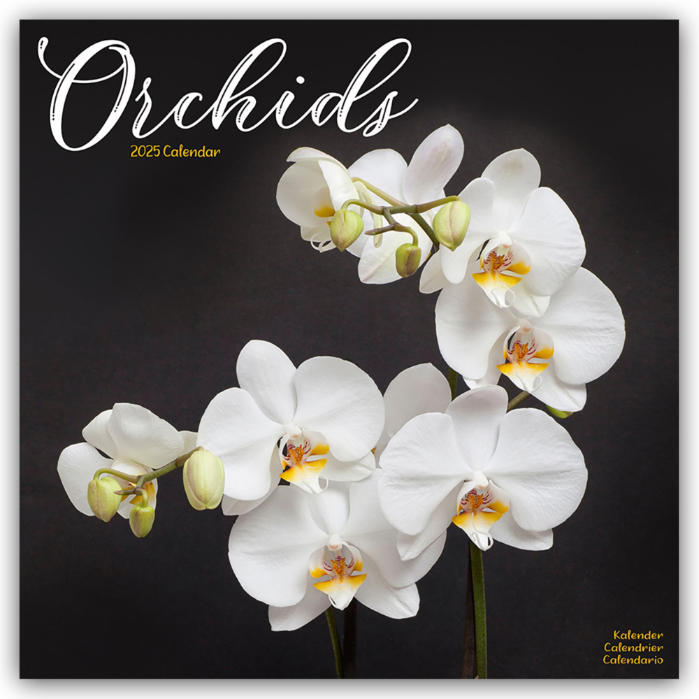 Cover: 9781804604793 | Orchids - Orchideen 2025 - 16-Monatskalender | Avonside Publishing Ltd