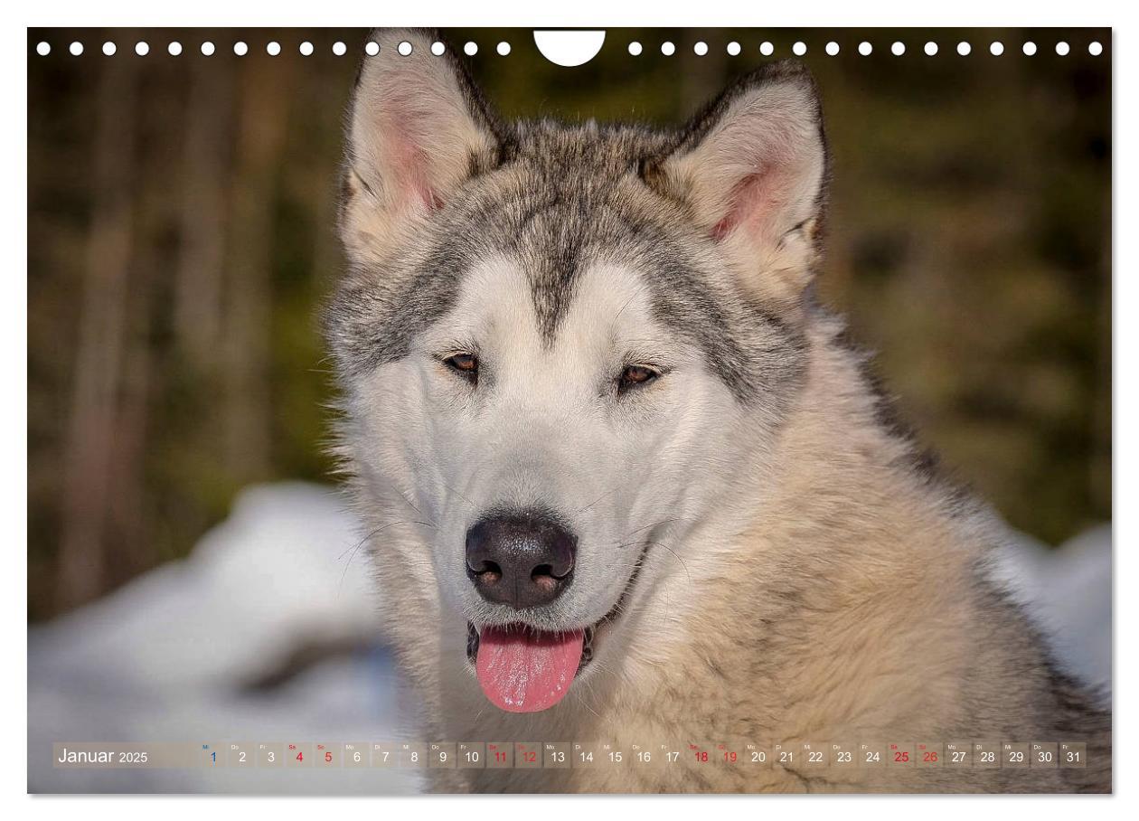 Bild: 9783435214730 | Alaskan Malamute in seinem Element (Wandkalender 2025 DIN A4 quer),...