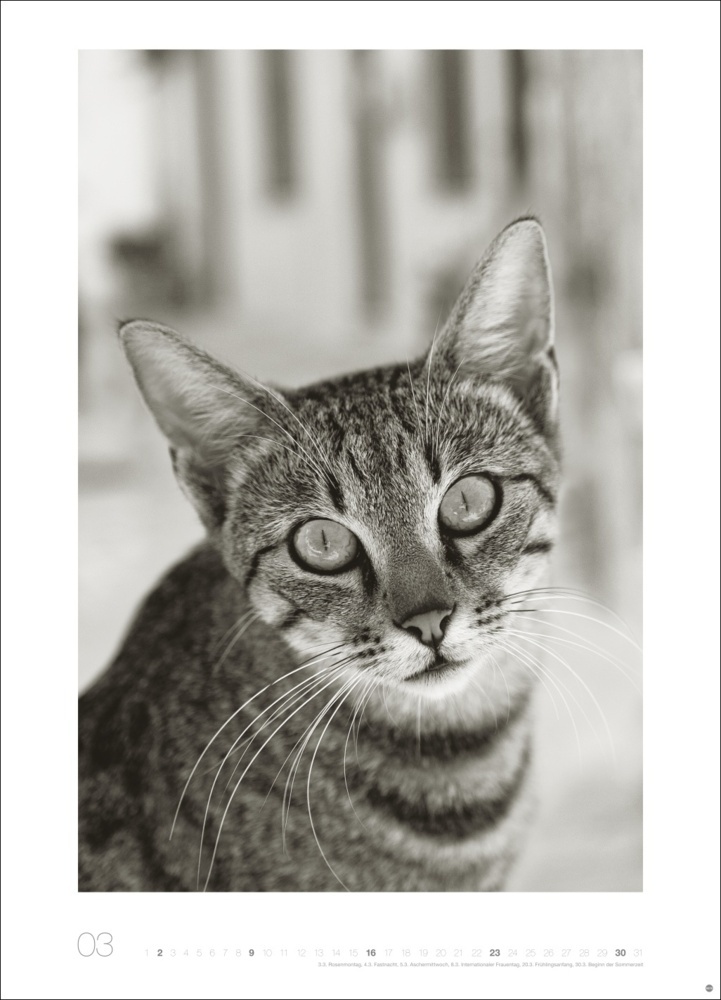 Bild: 9783756404650 | Cats Edition Kalender 2025 | Monika Wegler | Kalender | Spiralbindung