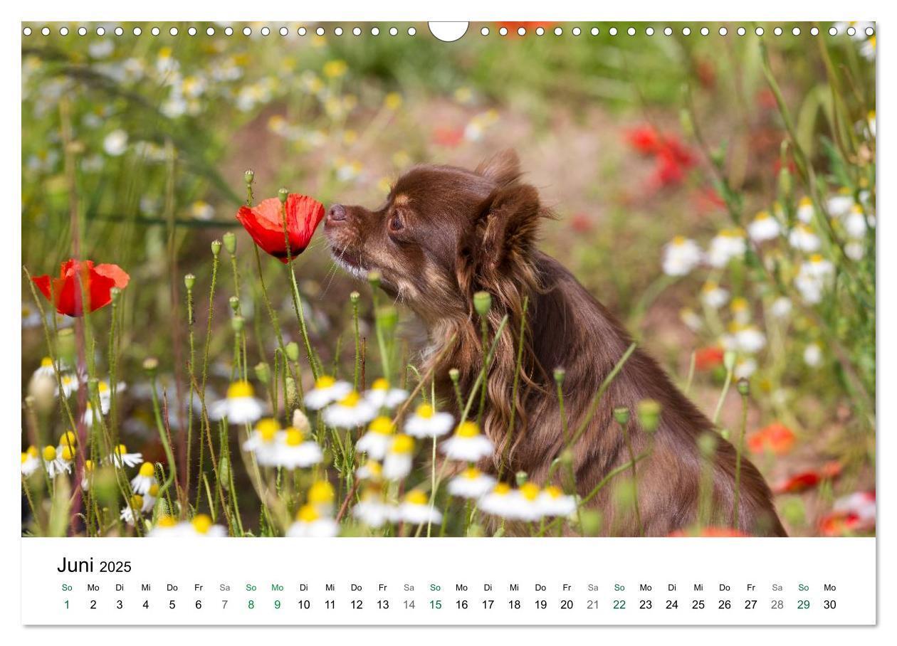 Bild: 9783435772247 | Chihuahuas - kleine Herzensbrecher (Wandkalender 2025 DIN A3 quer),...